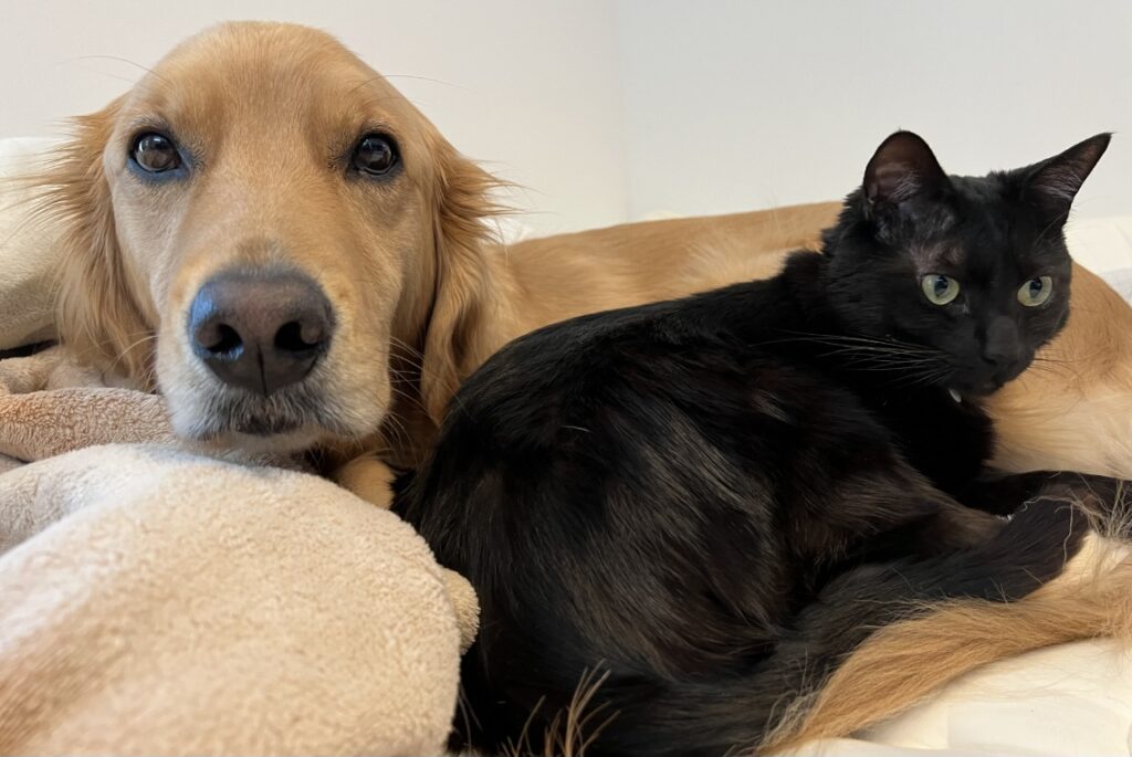 犬と猫
